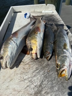 Fishing in Santa Rosa Beach, Florida
