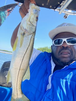 Snook Fishing in St. Petersburg, Florida