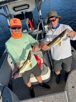 Snook Fishing in Holmes Beach, Florida