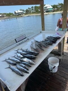 Fishing in Gulf Shores, Alabama