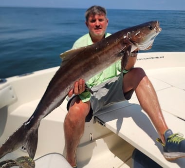 Cobia Fishing in Boothville-Venice, LA, USA