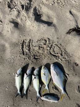 Bluefish, Florida Pompano Fishing in Melbourne Beach, Florida