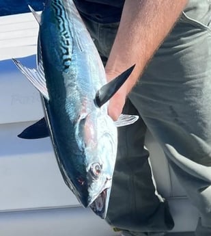 False Albacore Fishing in Charleston, South Carolina