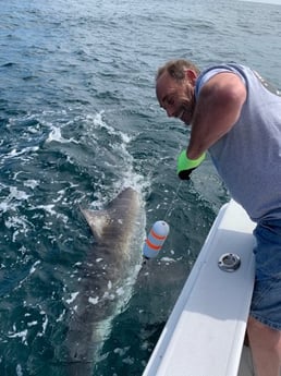 Thresher Shark Fishing in Freeport, New York, USA