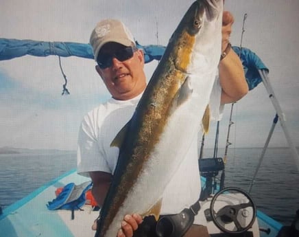 Cobia fishing in Loreto Baja California Sur, Mexico