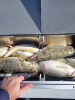 Walleye Fishing in Lorain, Ohio
