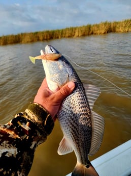 Redfish Fishing in Boothville-Venice, Louisiana