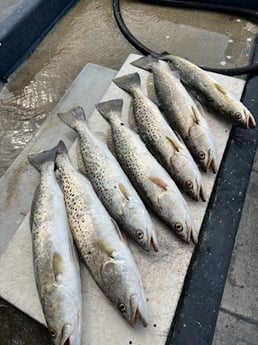 Fishing in Trinity, Florida