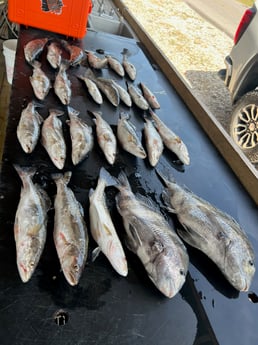 Sheepshead, Speckled Trout Fishing in Yscloskey, Louisiana