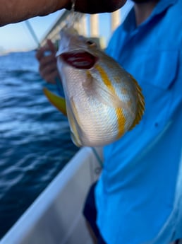 Yellowtail Snapper Fishing in St. Petersburg, Florida