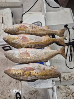 Fishing in Galveston, Texas