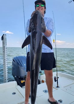 Cobia Fishing in Boothville-Venice, LA, USA