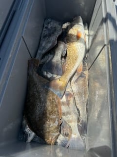 Black Drum, Flounder, Redfish Fishing in Matagorda, Texas