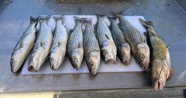 Channel Catfish, Hybrid Striped Bass, Striped Bass Fishing in Anderson, California