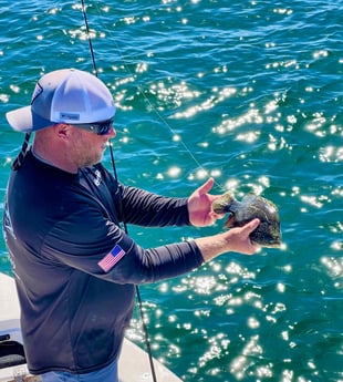 Tripletail Fishing in Sarasota, Florida