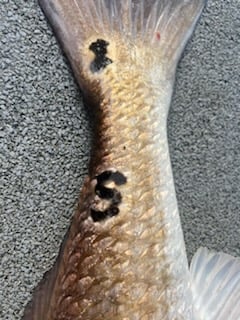 Redfish Fishing in Boothville-Venice, Louisiana