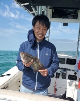 Gag Grouper fishing in Tarpon Springs, Florida