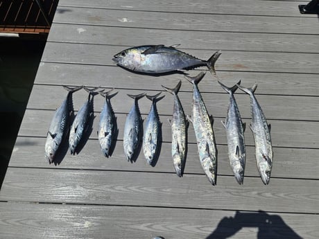 Fishing in Port Orange, Florida