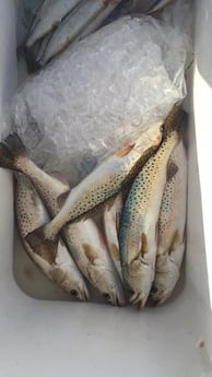 Fishing in South Padre Island, Texas