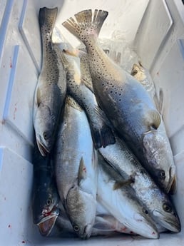 Fishing in Theodore, Alabama