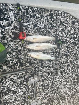 Speckled Trout / Spotted Seatrout fishing in Palacios, Texas