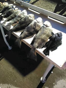 Fishing in Jacksonville, Florida