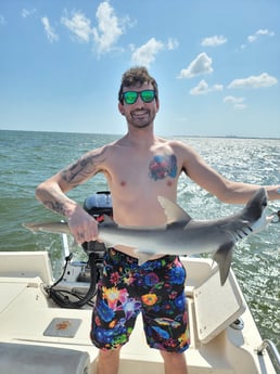 Bonnethead Shark Fishing in St. Petersburg, Florida