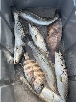 Fishing in Sarasota, Florida