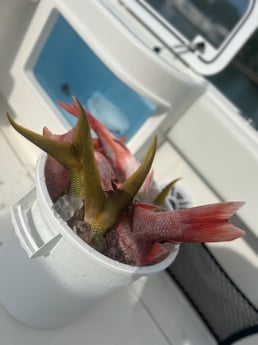 Fishing in Bay Pines, Florida