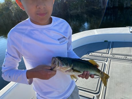 Largemouth Bass Fishing in Weston, Florida