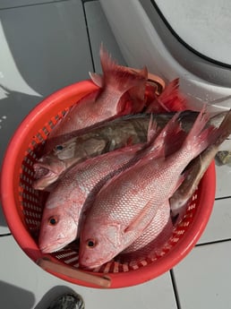 Fishing in Tierra Verde, Florida