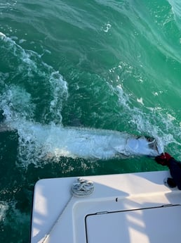 Tarpon Fishing in Key West, Florida