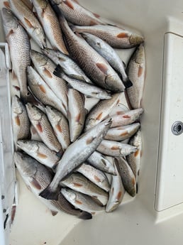 Fishing in Boothville-Venice, Louisiana