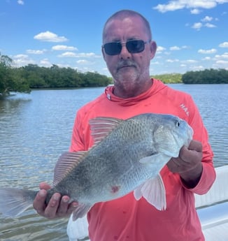 Black Drum Fishing in Chokoloskee, Florida