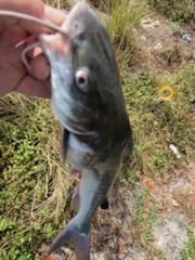 Fishing in Weston, Florida