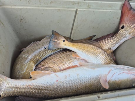Fishing in Galveston, Texas