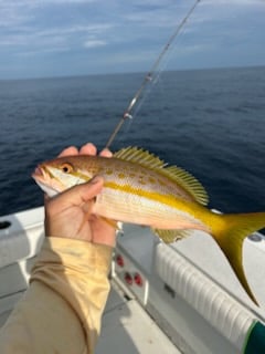 Yellowtail Snapper Fishing in