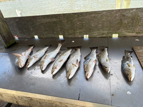 Fishing in Houston, Texas