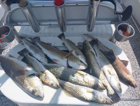 Mangrove Snapper, Redfish, Speckled Trout Fishing in Holmes Beach, Florida