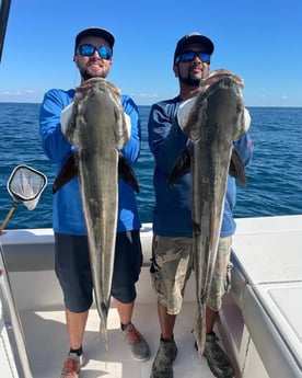Cobia Fishing in Sarasota, Florida