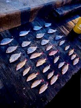 Fishing in Port Orange, Florida