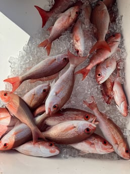 Fishing in Santa Rosa Beach, Florida