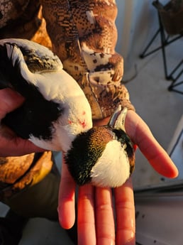Fishing in Pensacola, Florida