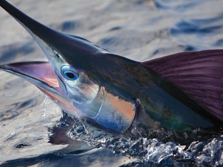 Fishing in Hatteras, North Carolina