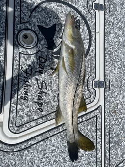 Snook Fishing in Cape Coral, Florida