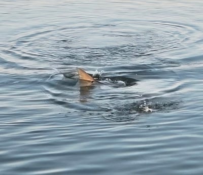 Fishing in Charleston, South Carolina