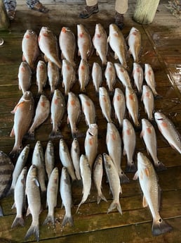 Redfish Fishing in Buras, Louisiana