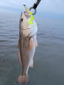 Redfish Fishing in Rio Hondo, Texas