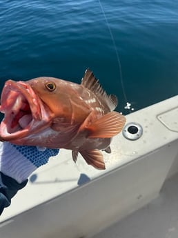 Fishing in Shalimar, Florida