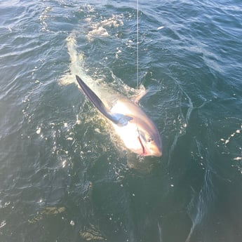 Thresher Shark Fishing in Narragansett, Rhode Island